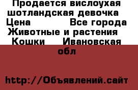 Продается вислоухая шотландская девочка › Цена ­ 8 500 - Все города Животные и растения » Кошки   . Ивановская обл.